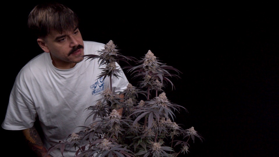 Home Grow TV host looking closely at a flowering cannabis plant.